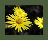 missing BC pills image healthtips images